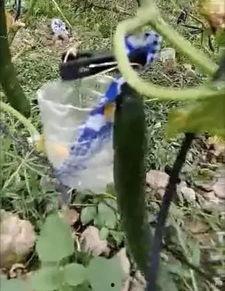理塘吃瓜事件真相视频,揭秘真相背后的惊人内幕 理塘吃瓜事件真相视频,揭秘真相背后的惊人内幕