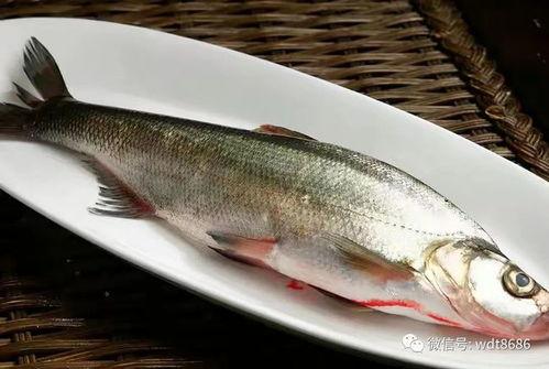 吃生八瓜鱼视频,一探究竟的烹饪视频揭秘 吃生八瓜鱼视频,一探究竟的烹饪视频揭秘