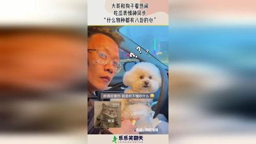 狗子吃瓜看热闹配音视频,萌态配音笑翻天 狗子吃瓜看热闹配音视频,萌态配音笑翻天