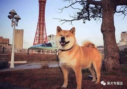 柴犬可以吃佛手瓜吗视频,探索佛手瓜的适宜性 柴犬可以吃佛手瓜吗视频,探索佛手瓜的适宜性
