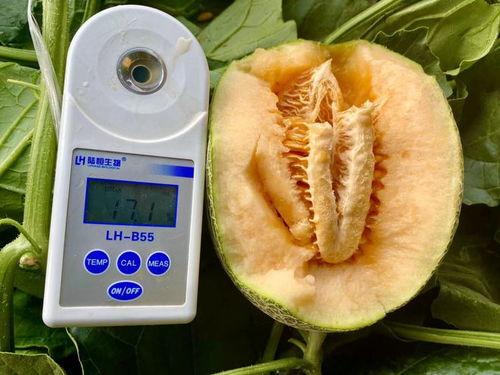 大量吃瓜视频大全,海量吃瓜视频大盘点 大量吃瓜视频大全,海量吃瓜视频大盘点