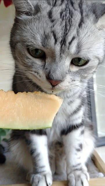 猫咪免费吃瓜视频,萌宠吃瓜视频萌翻网友 猫咪免费吃瓜视频,萌宠吃瓜视频萌翻网友