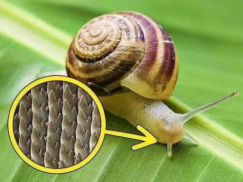 蜗牛可以吃葫芦瓜吗视频,探索自然界的奇妙食性