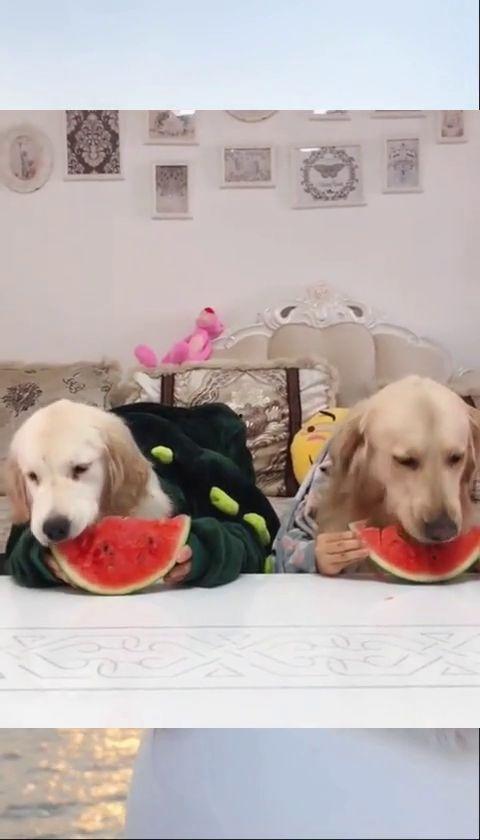 金毛直播吃瓜比赛视频,趣味横生萌态十足