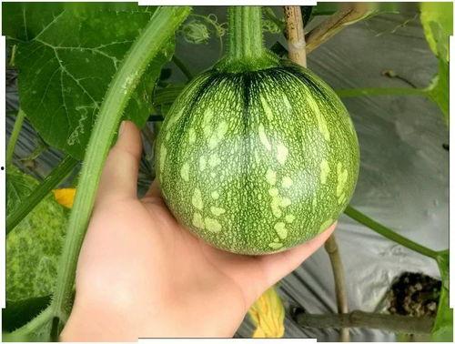 云南网红吃瓜视频,揭秘当地美食与风土人情