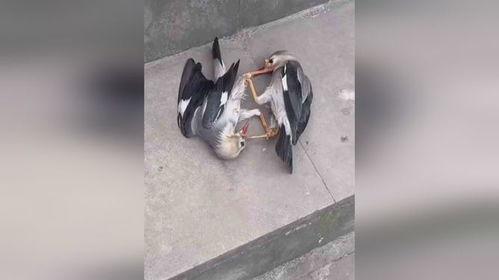 路边打架吃瓜视频大全播放,热门打架吃瓜视频大盘点